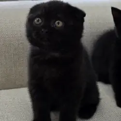 Scottish fold, straight
