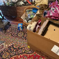 2 English Jack Russell Terriers