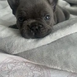 Male French bulldog