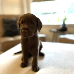 Chocolate Labrador Retrievers