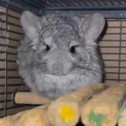 Angora (Long Hair) Male Chinchilla Young