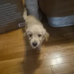 Golfendoodle puppy