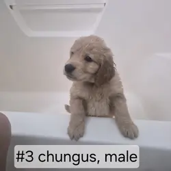 Goldendoodle puppy