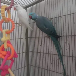 Selling this beautiful pair of Ringnecks