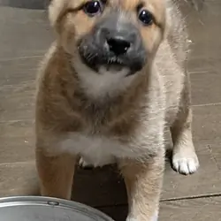 Free puppies
