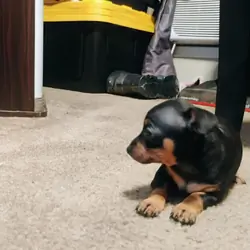 Miniature Doberman