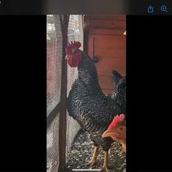 Rooster