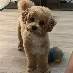 Loving, Adorable Mr.Chai