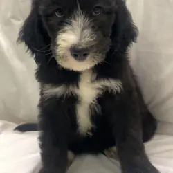 Sweet Sheepadoodle Puppy Ready Now