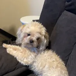 Shipoo