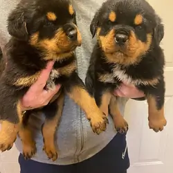 Male And Female Rottweier