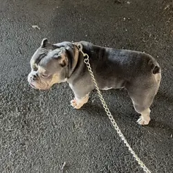 Micro bully