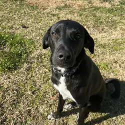 Atlas, 10 Month old Lab Mix