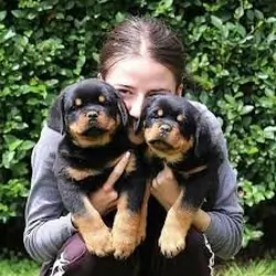Two Rottweiler Puppies