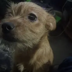 Chorkie puppies