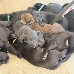 Labradoodle puppies