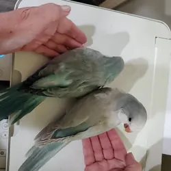 Hand fed Quaker baby