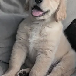 AKC boy golden retriever