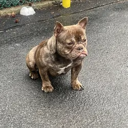 Premium Valhalla American Bully ABR