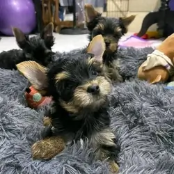 Two teacup Yorkie puppies