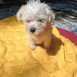 Maltese Mix