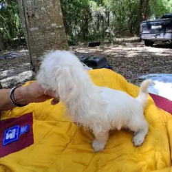Male Maltese Mix