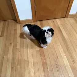 Puppy needs a good home