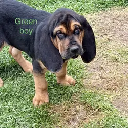 AKC bloodhounds