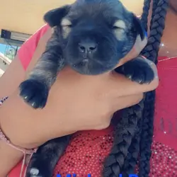 Mini Schnauzer Puppies