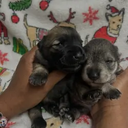 Mini Schnauzer