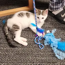 Kitten adoption