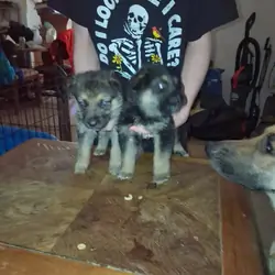 German shepherd puppies