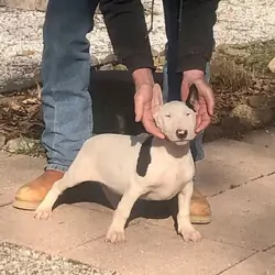 Mini Bull Terrier Puppy