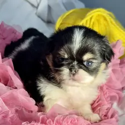 Japanese Chin Puppies