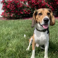 Cosmo - Beagle