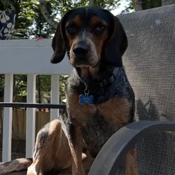 Banks - Beagle