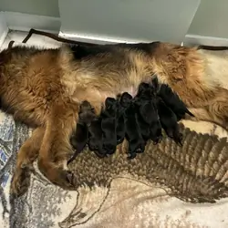 Top Quality European Import German Shepherds