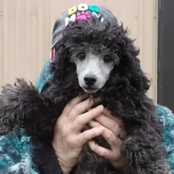 Miniature Poodle