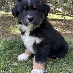 Orange Collar Aussie