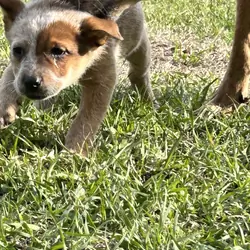 Red heeler puppies
