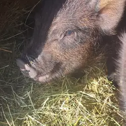 Mini piglets
