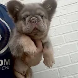 French bulldog pups