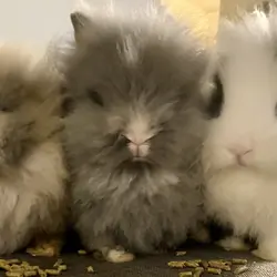 Bunnies