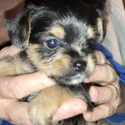 Chorkie-poo puppies