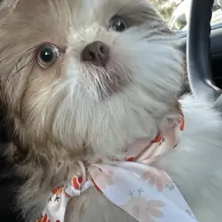 Puppy Shih Tzu