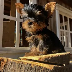 Yorkshire Terrier