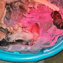 Corso Puppies