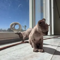 Sphynx kitten 9 weeks old male