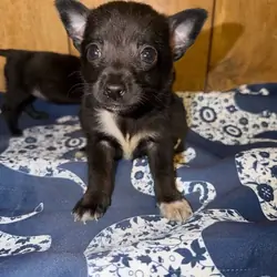 Chihuahua pup boy