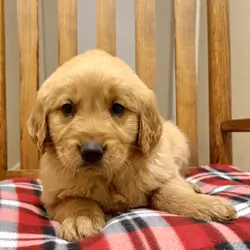 Golden retriever puppies